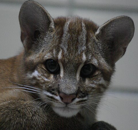 Rasmlar va fotosuratlardagi yalangoch qizlar Qora va Osiyo